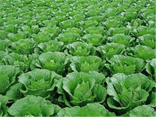 优质的蔬菜批发：广西报价合理的绿色蔬菜供应