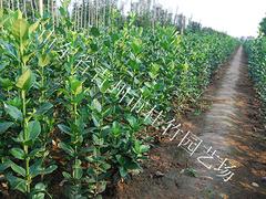 北海道黄杨批发——供应山东有品质的北海道黄杨