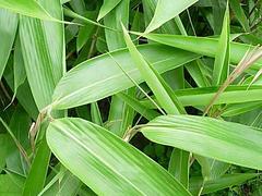 适合北方生产的竹子 成活率高的绿化竹子出售
