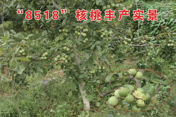 浙江8518核桃，许昌区域具有口碑的8518核桃生产基地