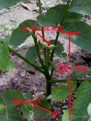 【推荐】许昌口碑好的8518核桃种植基地：8518核桃嫁接苗