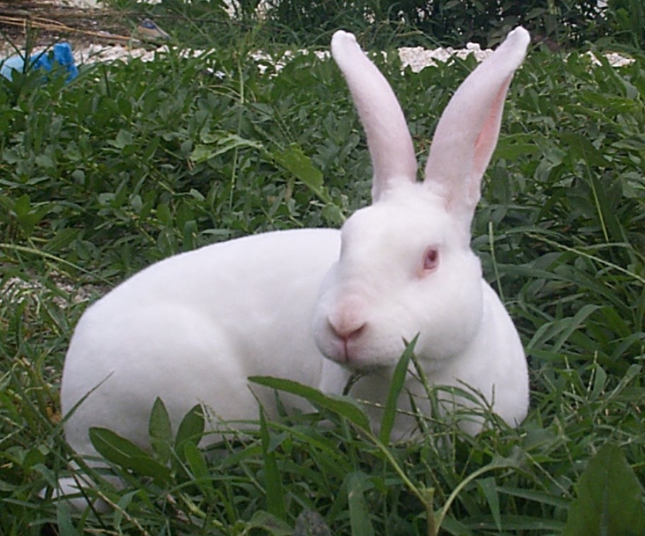 许昌信誉好的獭兔养殖中心【推荐】 獭兔养殖