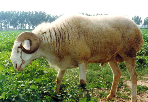 可信赖的小尾寒羊养殖中心您的besz，供销小尾寒羊