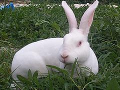许昌有哪几家大型獭兔养殖中心，獭兔种兔
