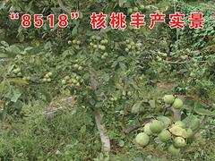 8518核桃哪里有卖的 口碑好的8518核桃生产基地信息