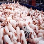 仔猪母猪供应基地出售专业的仔猪|六安仔猪养殖基地