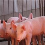 山东临沂仔猪批发市场推荐仔猪母猪养殖场xxx超高不容错过！