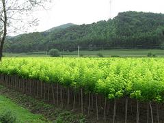 金叶复叶槭种植基地代理加盟_河南口碑好的金叶复叶槭供应商是哪家