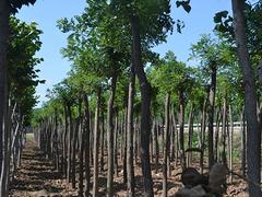 优质顶杆国槐种植基地——想要易成活的定杆国槐低价批发就来晨枫园林