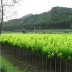 中国许昌金叶复叶槭——无病虫害的金叶复叶槭推荐
