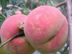 映霜红桃树苗供应商 成活率高的映霜红桃树苗出售