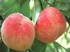淄博映霜红桃树苗 病虫害低的映霜红桃树小苗出售