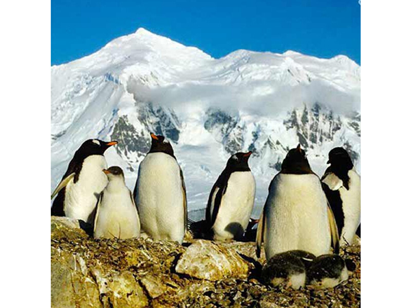 冬令营动态，经典南极半岛奇航服务怎么样