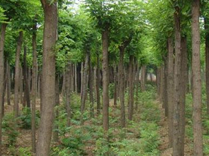 山东供应速生法桐【山东速生法桐基地】速生法桐种植基地-方林