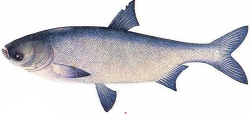 【知名度高】的临沂白鲢鱼鱼苗养，培育鱼苗质量高全国闻名