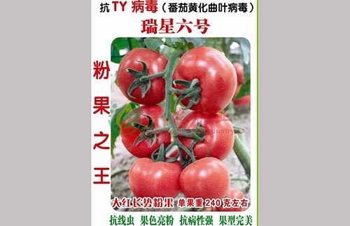 番茄六号种子，番茄六号种子价格，山东番茄六号种子，丰农