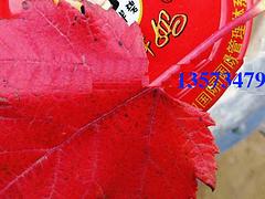 销量好的美国红枫（红冠）推荐|红冠红枫苗木