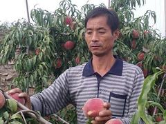 想要实惠的红肉油王桃苗就来瓜果苗木繁育基地，红肉油王桃苗