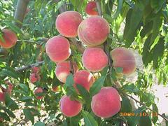 映霜红桃|供应山东成活率高的映霜红桃苗