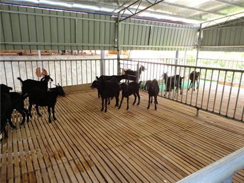 种羊养殖场|来广西隆泉山羊，买超值的广西黑山羊养殖场