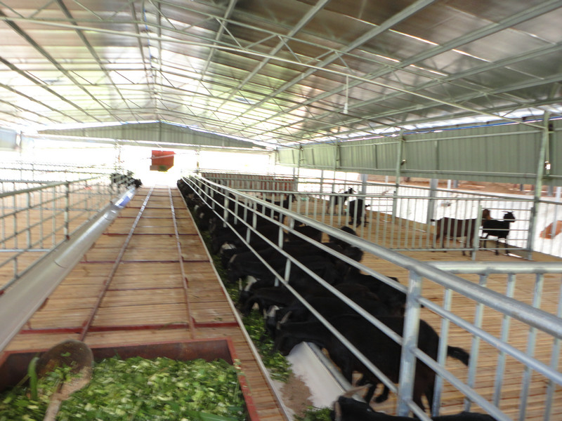 广西黑山羊养殖技术机构——黑山羊养殖技术公司