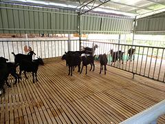 广西隆泉山羊实惠的广西黑山羊，桂林黑山羊养殖技术