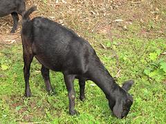 南宁zyjl的黑山羊种羊哪里有供应，黑山羊厂家