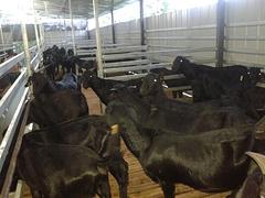 高xjb的广西黑山羊养殖技术哪里有，黑山羊养植技术
