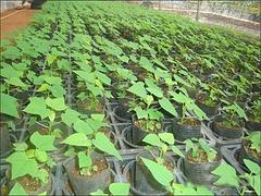 三亚组培木瓜苗价格：在哪能买到高质量的组培木瓜苗