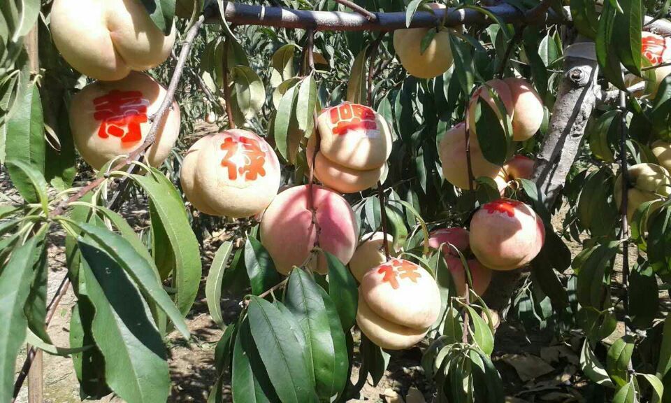 高品质 高价值山东沂蒙霜红桃树苗基地，民吉专业种植