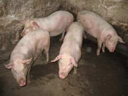 兴安太湖猪 专业的太湖猪供应商就在桂林