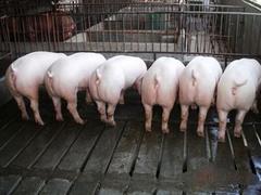 兴安猪仔 超值的二元猪供应尽在森澳养殖