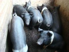 桂林猪种 想买品牌好的猪种，就到森澳养殖