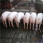 森澳养殖出售优惠的二元猪 桂林二元猪