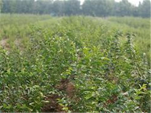 奎文木瓜苗——成活率高的山东木瓜苗出售