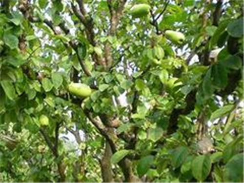 青州木瓜树供应+山东木瓜树专卖=山东木瓜树种植基地