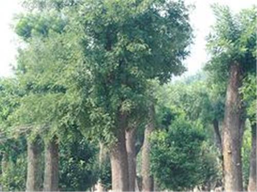 国槐树价格|供应山东易种植的国槐树