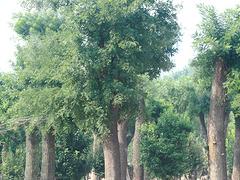 易成活的国槐树出售，黑龙江国槐树
