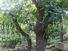易种植的流苏苗：山东品种好的流苏树供应