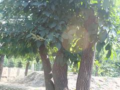 青州绿化苗木：品种好的国槐树上哪买