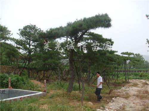 景观松专业供应商：造型松树价格