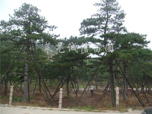 造型松基地|成活率高的造型松树推荐