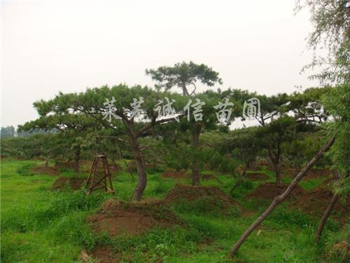 泰安大型的造型松树基地【造型观赏松树】