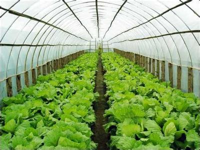 山东安全的蔬菜温室大棚建设 蔬菜大棚建设