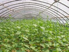 蔬菜温室大棚建设|yz的蔬菜温室大棚建设就在富尔农业科技