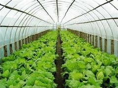 新型温室大棚——哪里有提供口碑好的蔬菜温室大棚