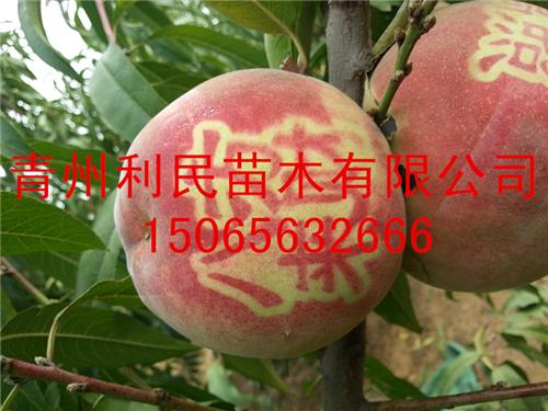 晚熟毛桃新品种高产优质高收入的映霜红桃