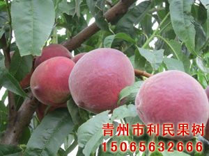 青州利民苗木出售优质早红王桃苗：山东山东早红王桃苗