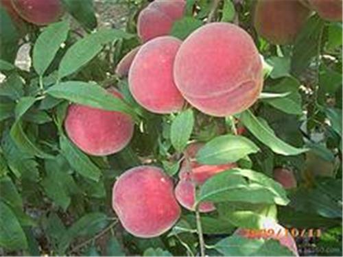 甘肃映霜红桃树苗——大量出售映霜红桃树苗