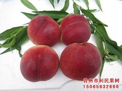 早红王桃苗找哪家 供应潍坊优惠的早红王桃苗